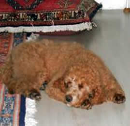 Pudel